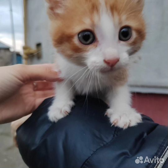 Котёнок