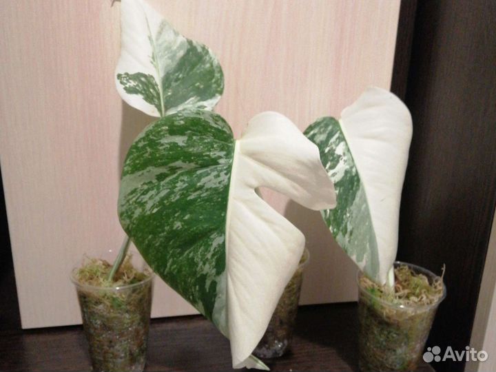 Монстера альба