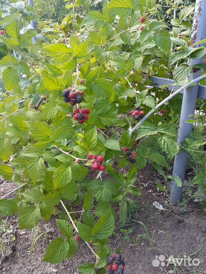 Ежемалина саженцы