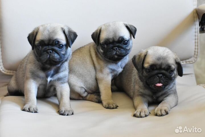 Щенки мопса