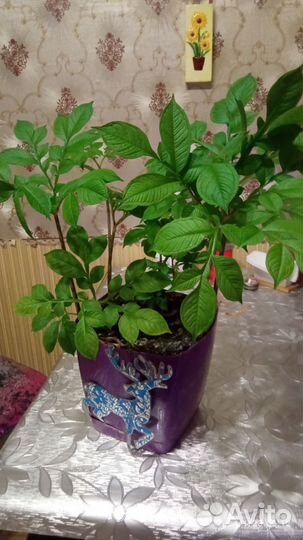 Пальма Аморфофаллус-коньяк