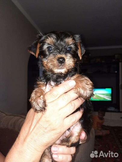 Йоркширский терьер