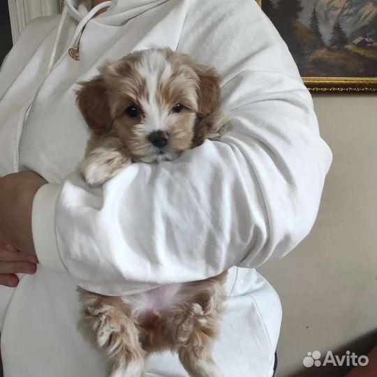 Maltipoo F1 Малышка Лилу