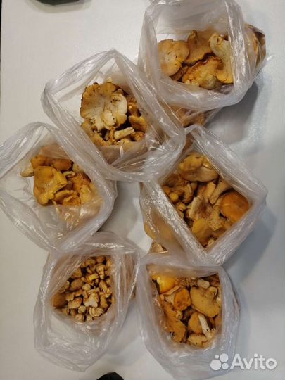 Грибы лисички собраны утром