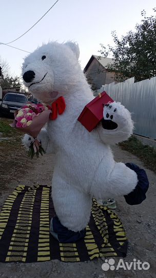 Поздравление Белого мишки, Гориллы, Панды, Кота