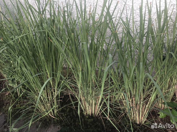 Лемонграсс растение