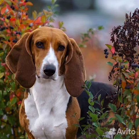 Артезианский нормандский бассет