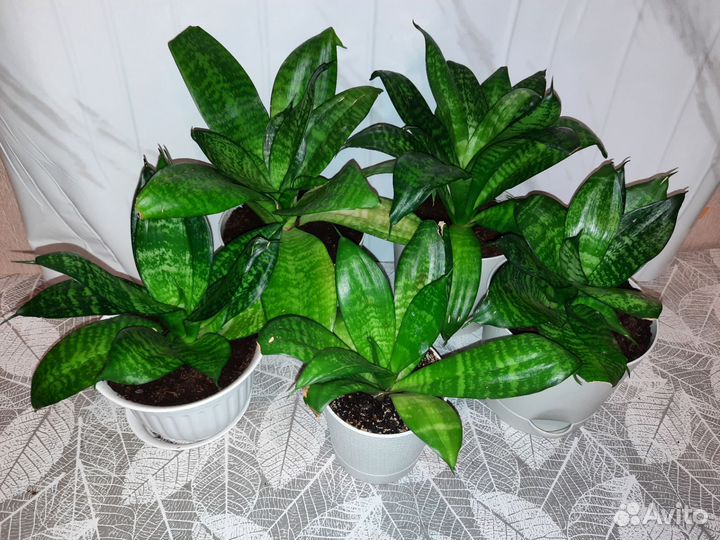 Сансевиерия