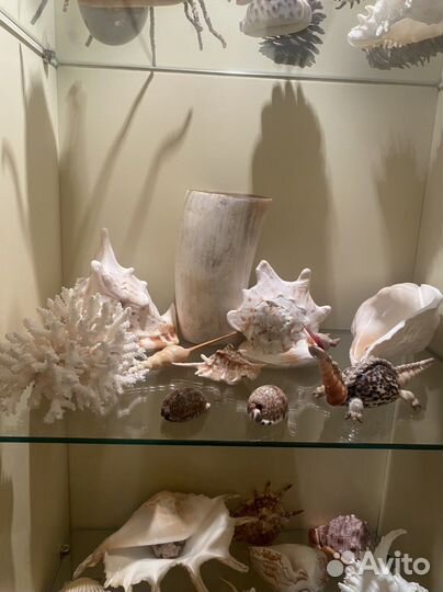 Морские ракушки раковины