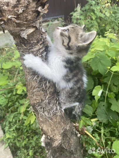 Котята