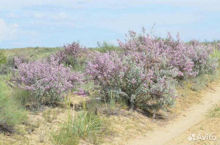 Чингиль(Чемыш)