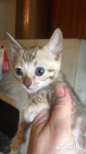 Бенгальские котята - милота зашкаливает