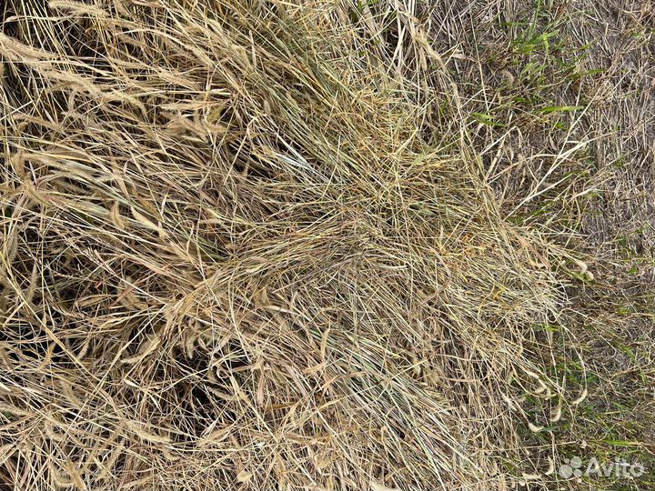 Сено в тюках