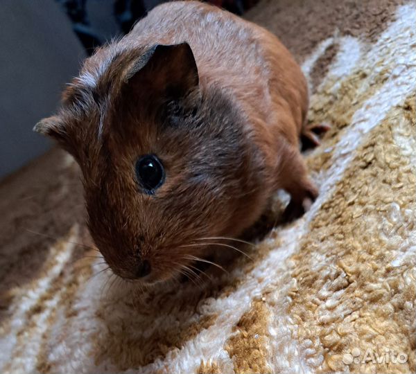 Морская свинка калифорния