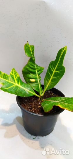 Кодиеум кротон