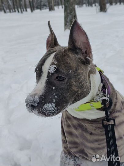 Собака и кот для фотосессий