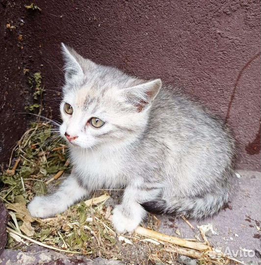 Кошечка в добрые руки