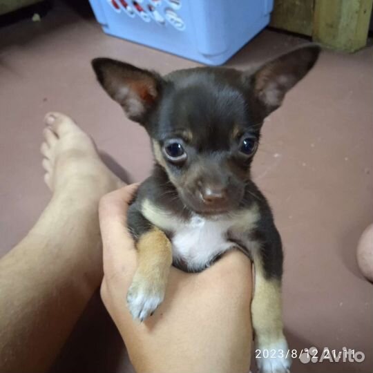 Щенок тойчика