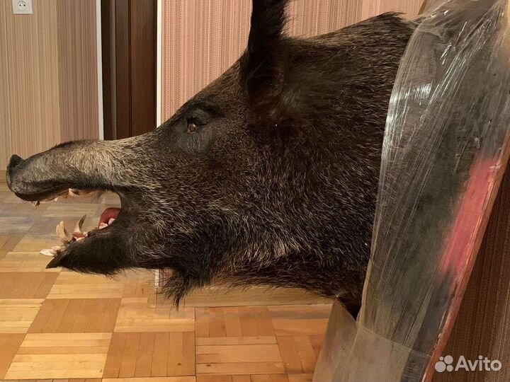 Чучело кабана, лося