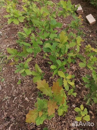 Дуб красный