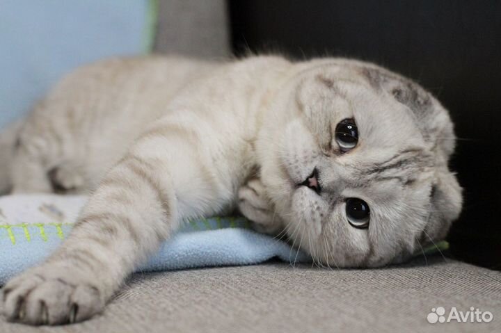 Шотландские котята
