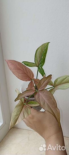 Сингониумы. Ароидные. Домашние растения