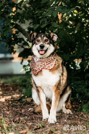 Собака ищет семью