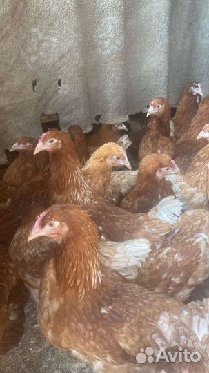 Куры молодки