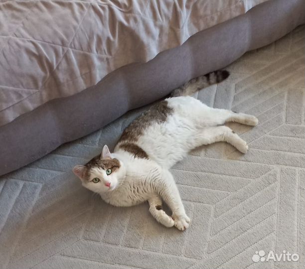 Кот в добрые руки