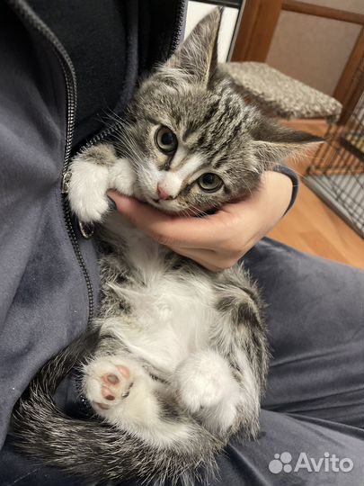 Котёнок