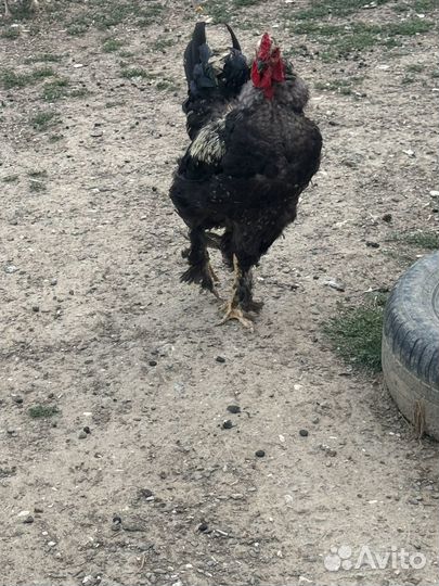 Петух брама