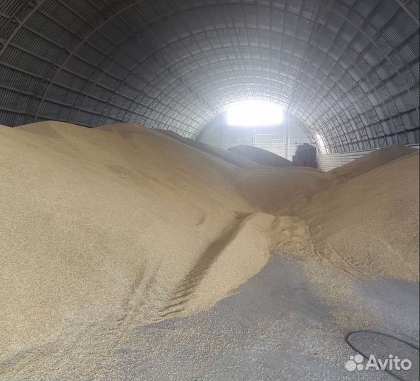 Фуражный горох, Пшеница озимая на корм