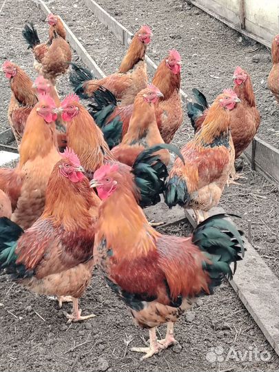 Куры и петухи породы Кучинская юбилейная