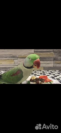 Александрийский попугай