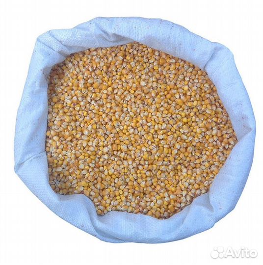 Кукуруза кормовая