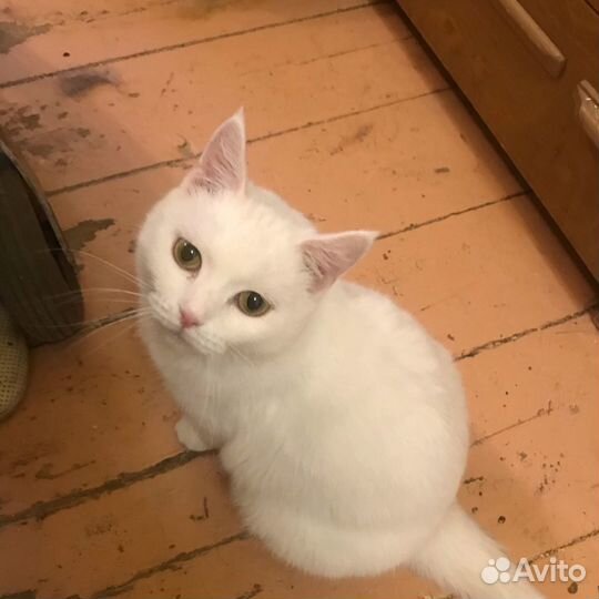 Молодая стерилизованная кошечка