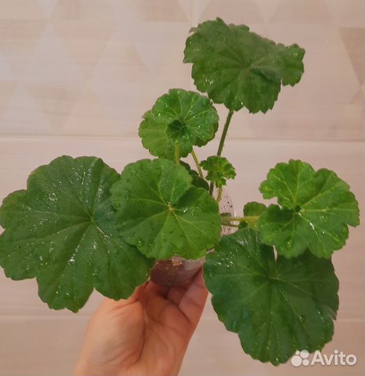 Герани и пеларгонии