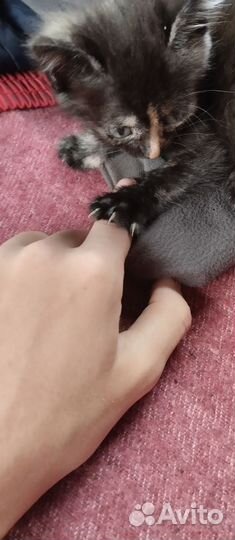 Котенок в добрые заботливые руки