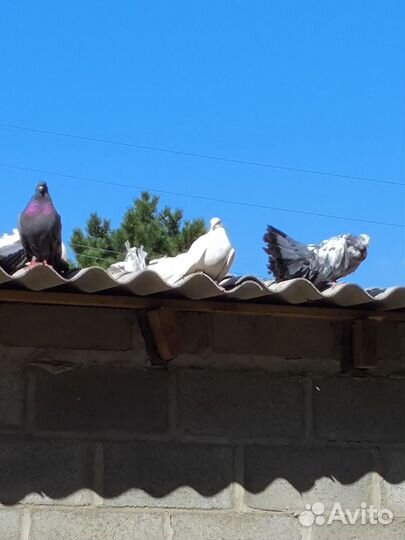 Голуби