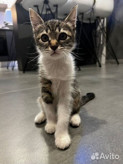 Кошка в дар бесплатно