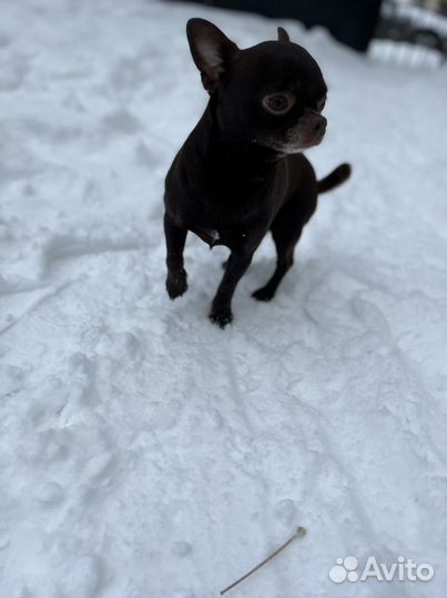 Вязка чихуахуа