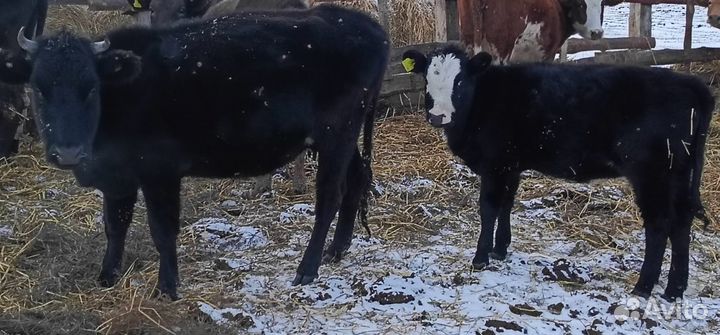 Продам первотёлку с телёнком