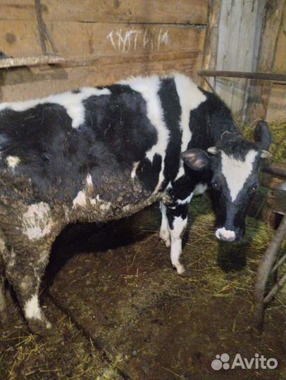 Тëлка галштинка