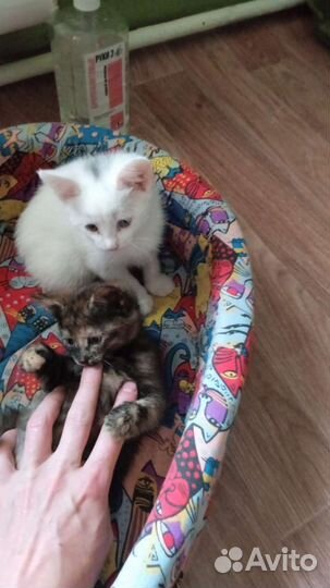 Котята в добрые руки (девочки)