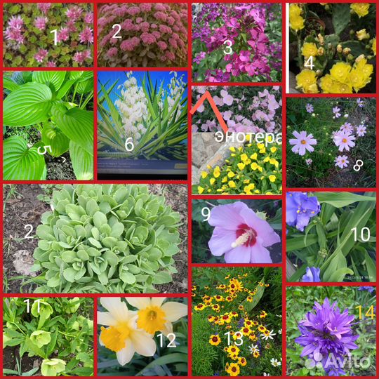 Многолетники для сада цветы