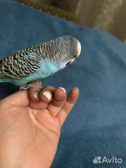 Волнистый попугай ручной