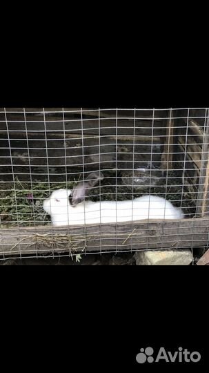 Кролик на мясо или на развод(самец)