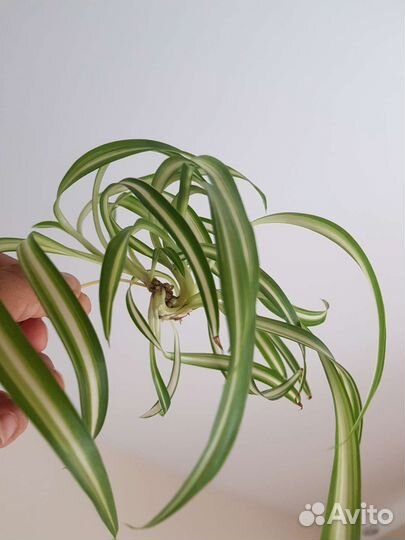 Хлорофитум кудрявый Бонни