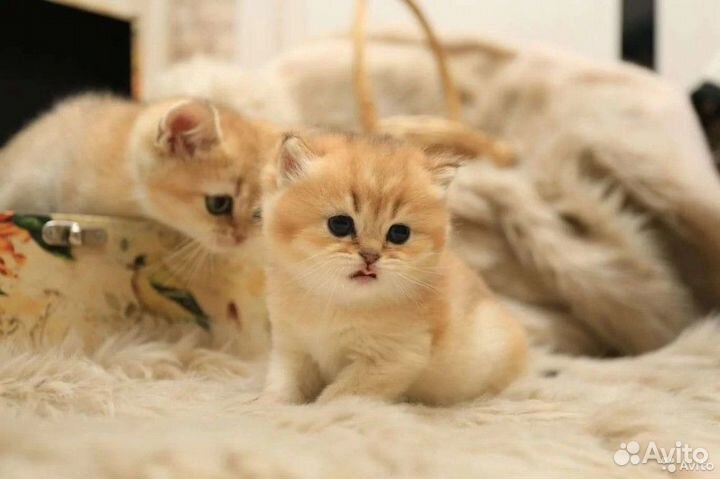 Клубные золотая шиншилла британцы