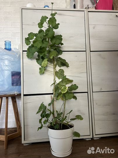 Герань пеларгония